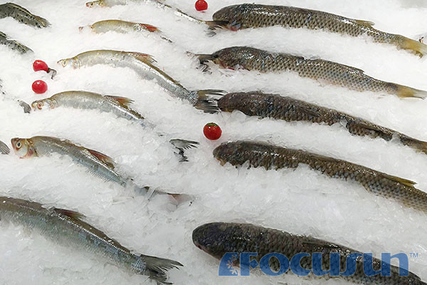 seawater flake ice machine